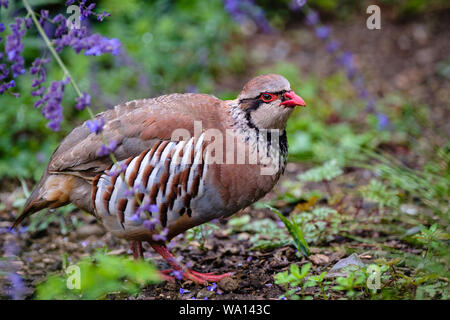 Rothuhn Stockfoto