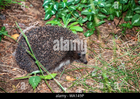 Dgehog closeup auf grünem Gras Stockfoto