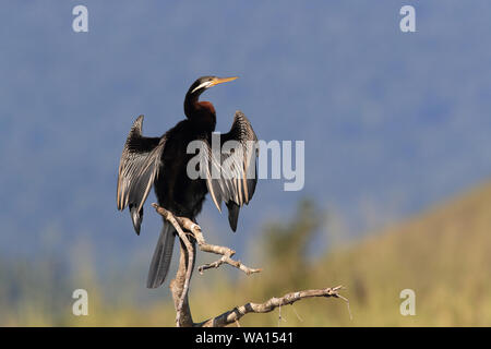 Australische Schlangenhalsvogel (Anhinga novaehollandiae) auf einem Zweig, Queensland, Australien sitzen Stockfoto