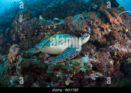 Grünen Meeresschildkröten, Chelonia mydas mit Sharksuckers, Bunaken National Park, Indonesien Stockfoto