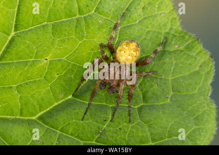 Vierfleck-Kreuzspinne, Vierfleckkreuzspinne, Männchen, Kreuzspinne, Araneus quadratus, fourspotted orbweaver, vier Spots orb - Weber, männlich, Épeire carré Stockfoto