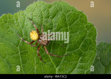 Vierfleck-Kreuzspinne, Vierfleckkreuzspinne, Männchen, Kreuzspinne, Araneus quadratus, fourspotted orbweaver, vier Spots orb - Weber, männlich, Épeire carré Stockfoto