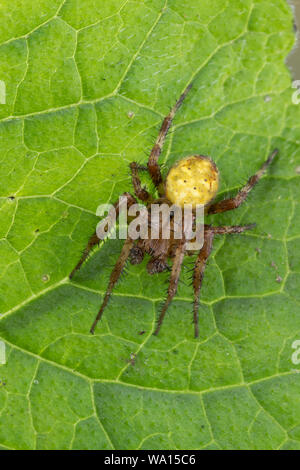 Vierfleck-Kreuzspinne, Vierfleckkreuzspinne, Männchen, Kreuzspinne, Araneus quadratus, fourspotted orbweaver, vier Spots orb - Weber, männlich, Épeire carré Stockfoto