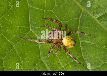 Vierfleck-Kreuzspinne, Vierfleckkreuzspinne, Männchen, Kreuzspinne, Araneus quadratus, fourspotted orbweaver, vier Spots orb - Weber, männlich, Épeire carré Stockfoto