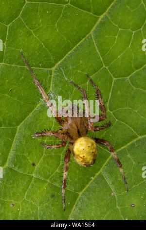 Vierfleck-Kreuzspinne, Vierfleckkreuzspinne, Männchen, Kreuzspinne, Araneus quadratus, fourspotted orbweaver, vier Spots orb - Weber, männlich, Épeire carré Stockfoto