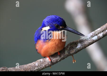 Australische Azure Kingfisher Queensland, Australien Stockfoto