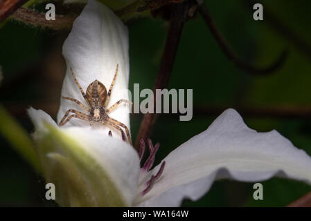 Horizontale Foto von Nizza braune Spinne. Spider hat braunes Fell am Körper. Spider ist auf Blatt der Pflanze mit weißen Blüten gehockt und wartet auf Beute. Stockfoto