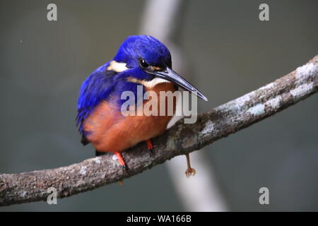 Australische Azure Kingfisher Queensland, Australien Stockfoto