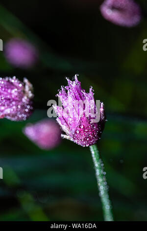 Vertikale Foto mit der Blüte der Schnittlauch Anlage. Die Anlage verfügt über schöne lila und rosa Farbe. Oberfläche von Bloom ist voll von vielen Wassertropfen bedeckt. Stockfoto