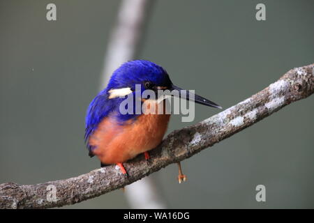 Australische Azure Kingfisher Queensland, Australien Stockfoto