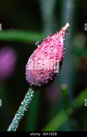 Vertikale Foto mit der Blüte der Schnittlauch Anlage. Die Anlage verfügt über schöne lila und rosa Farbe. Oberfläche von Bloom ist voll von vielen Wassertropfen bedeckt. Stockfoto