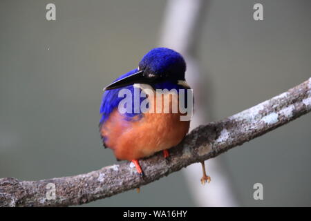 Australische Azure Kingfisher Queensland, Australien Stockfoto