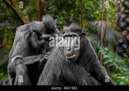 Celebes crested macaque/Crested schwarzen Makaken (Macaca nigra) pflegen und entlausung Mitglied der Gruppe, die in der indonesischen Insel Sulawesi Stockfoto