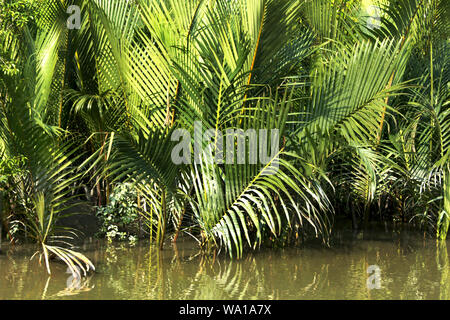 Atmung Keora Wurzeln der Bäume an der weltweit größten Mangrovenwald Sundarbans, berühmt für die Royal Bengal Tiger und UNESCO-Weltkulturerbe im Ba Stockfoto