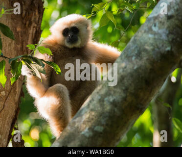 Eine wilde Pale blonde White-Handed Gibbon oder Lar Gibbon Hylobates lar saß in einem Baum in Kaeng Krachan Nationalpark Thailand hoch Stockfoto