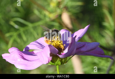 Ein Arbeiter Red-tailed Hummel (Bombus lapidaries) Nahrungssuche auf einen Kosmos (Cosmos Bipinnatus). Bedgebury Wald, Kent, Großbritannien. Stockfoto
