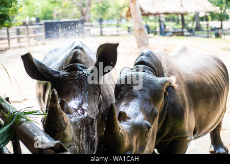 Süße männliche Stier Rhino oder Nashorn. Das Konzept der Tiere im Zoo Stockfoto