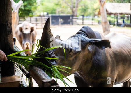 Portrait von niedlichen männliche Stier Rhino oder Nashorn. Das Konzept der Tiere im Zoo Stockfoto