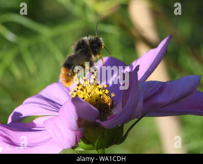 Ein Arbeiter Red-tailed Hummel (Bombus lapidaries) Nahrungssuche auf einen Kosmos (Cosmos Bipinnatus). Bedgebury Wald, Kent, Großbritannien. Stockfoto