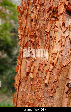 Accer griseum. Paperbark maple angezeigte charakteristischen Dekorative Rinde Stockfoto