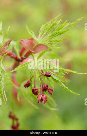 Acer palmatum eiryu' dis [Festlegung der charakteristischen Obst- und frühen Laub in der Mitte der Feder. UK. Hauptversammlung Stockfoto