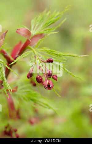 Acer palmatum eiryu' dis [Festlegung der charakteristischen Obst- und frühen Laub in der Mitte der Feder. UK. Hauptversammlung Stockfoto