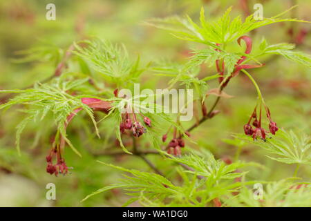 Acer palmatum eiryu' dis [Festlegung der charakteristischen Obst- und frühen Laub in der Mitte der Feder. UK. Hauptversammlung Stockfoto