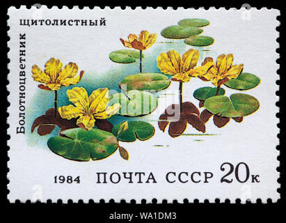 Nymphoides peltata, eingesäumt Seerose, aquatische Blume, Briefmarke, Russland, UDSSR, 1984 Stockfoto