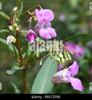 Blüten, Knospen und explosiven Samenkapseln von Himalayan Balsam (Impatiens glandulifera) Tonbridge, Kent, Großbritannien.