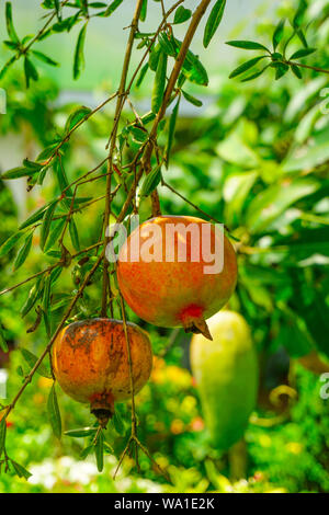 Dalim, Anar, Bedana - Granatapfel - Punica Granatum. Granada Arten von Obst, Früchte und Gemüse, Garten Bäume, Stockfoto