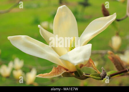 Magnolia 'Elizabeth' Blüten im Frühjahr - Großbritannien. Stockfoto