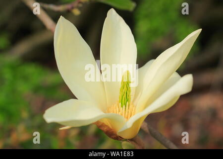 Magnolia 'Elizabeth' Blüten im Frühjahr - Großbritannien. Stockfoto