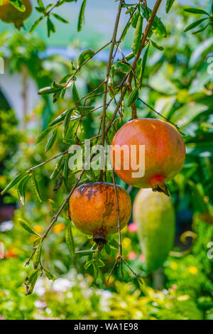 Granatapfel, Lokal "Anar oder Dalim oder Bedana Obstbaum aus Bangladesch. Premium erhalten, Fotos in hoher Auflösung. Granatapfel - Punica Granatu Stockfoto