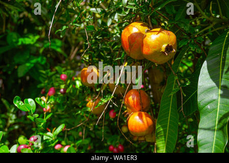 Granatapfel, Lokal "Anar oder Dalim oder Bedana Obstbaum aus Bangladesch. Premium, Granatapfel - Punica Granatu Stockfoto