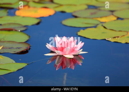 Rosa wasser lilie mit grünen Lily Pads Stockfoto