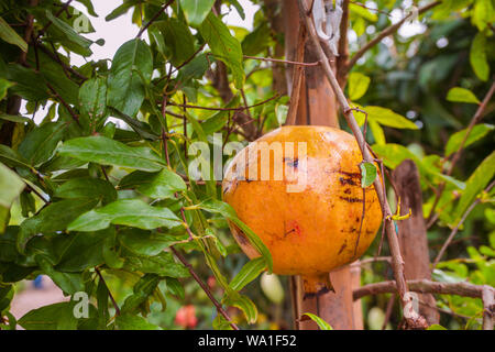 Granatapfel, Lokal "Anar oder Dalim oder Bedana Obstbaum aus Bangladesch. Premium erhalten, Fotos in hoher Auflösung. Granatapfel - Punica Granatu Stockfoto