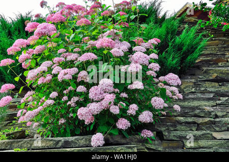 Bush der zarte Blüte pink hydrangea in alpinen Gartens. Rosa Blüten von Hydrangea macrophylla oder Hortensia in steinigen Garten. Blühende Pflanze in La Stockfoto