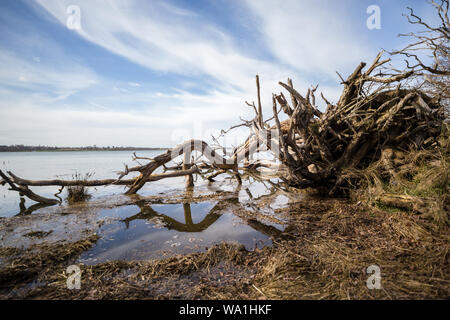 Einen toten Baum, der in einen Fluss gefallen ist. Es ist eine Reflexion der Baum im Wasser des Flusses während es bei Flut ist Stockfoto