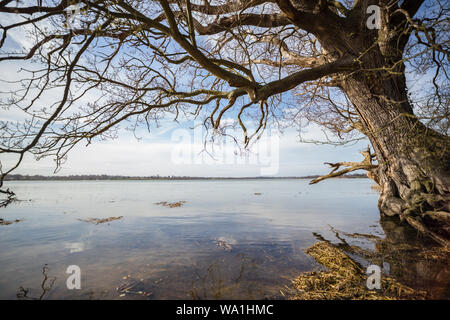 Eine ländliche Fluss Blick auf den Fluss Deben in Suffolk. Die Ansicht enthält ein Baum am Ufer des Flusses und ist frei von irgendwelchen Personen oder Boote auf dem Fluss Stockfoto