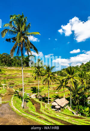 Tegallalang Reisterrassen auf Bali in Indonesien Stockfoto