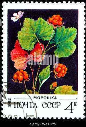 Moltebeeren, bakeapple, Rubus chamaemorus, Briefmarke, Russland, UDSSR, 1982 Stockfoto