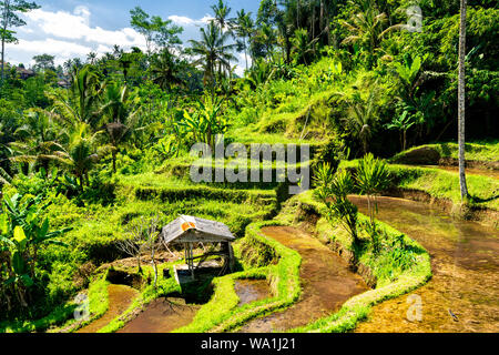 Tegallalang Reisterrassen auf Bali in Indonesien Stockfoto