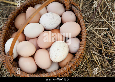 Ein Korb mit frischen gemischt Eier von Hühnern und Puten auf einem Stroh Hintergrund Stockfoto