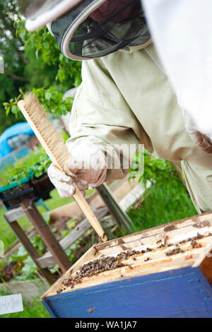 Ein Bastler Imker schiebt Wilde Bienen in einen Bienenkorb auf eine Zuteilung in Cwmbran, Wales Stockfoto