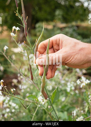 Gärtner, der die Ernte Ratte-tail Radieschen (Raphanus sativus var. mougri) Hülsen. Stockfoto