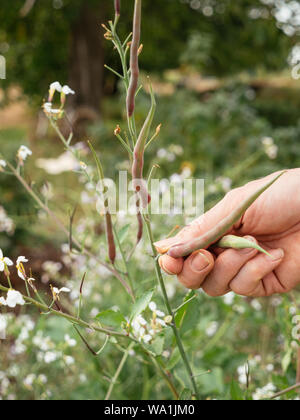 Gärtner, der die Ernte Ratte-tail Radieschen (Raphanus sativus var. mougri) Hülsen. Stockfoto