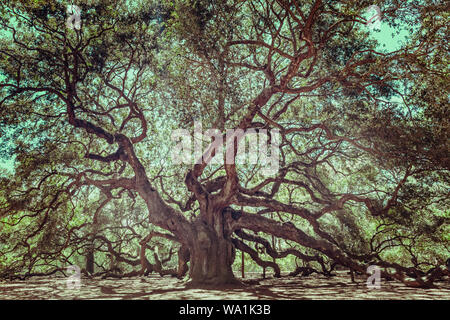 Engel Eiche auf John's Island, South Carolina. Dieser Baum ist in der Nähe von Charleston entfernt und ist über 1000 Jahre alt Stockfoto