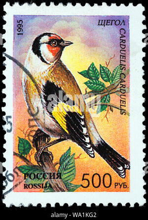 Europäische Stieglitz, Carduelis carduelis, Songbird, Briefmarke, Russland, 1995 Stockfoto