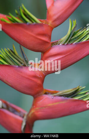 Heliconia rostrata auch bekannt als die hängende Hummerklaue oder falsche Vogel des Paradieses. Stockfoto