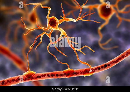 Astrocyte und Blutgefäßen, computer Abbildung. Astrozyten und Gliazellen des Gehirns, auch als astroglia bekannt, neuronale Zellen Blutgefäße anschließen und die Blut-Hirn-Schranke. Stockfoto